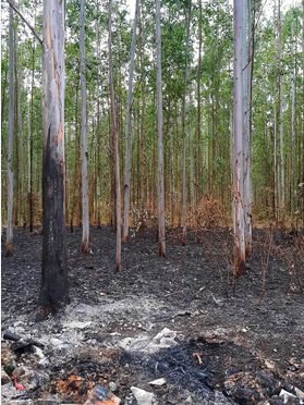 Vivir á beira das "árbores gasolina" é como facelo xunto a 1 fábrica de fogos artificiais atendida por fumadores empedernidos.
Salvo desde a industria que o explota, case ninguén discute q favorece a propagación dos incendios.
#AltriNon #StopEucaliptos
ecoavant.com/naturaleza/el-…