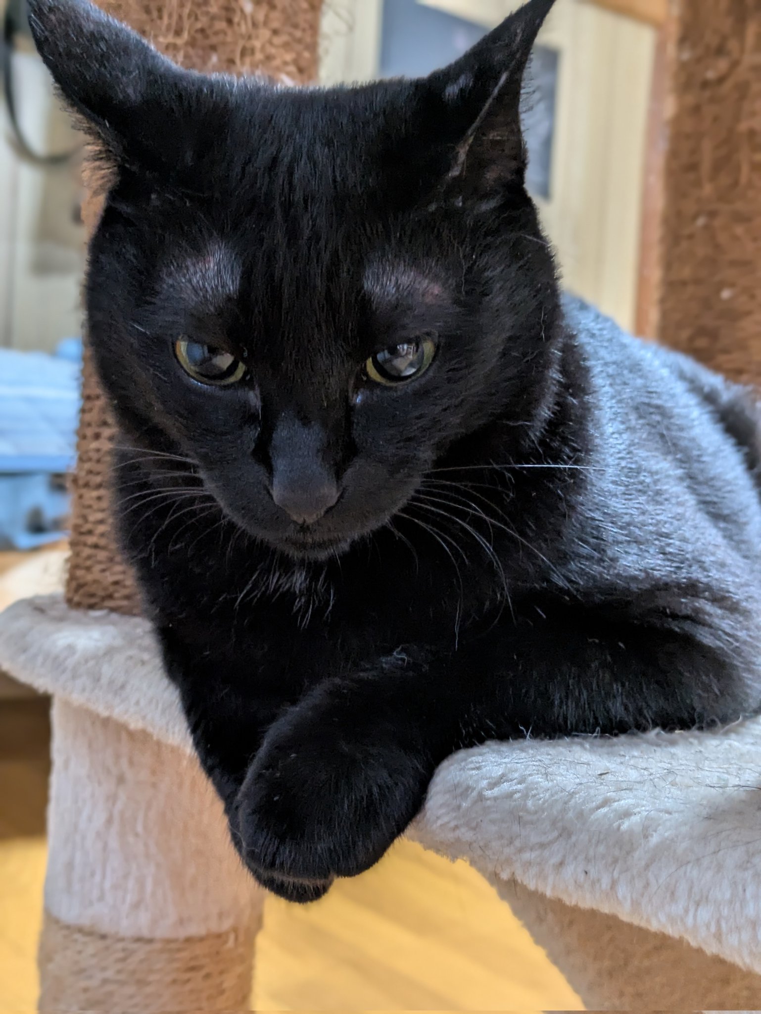 黒猫 ふわも on X: 