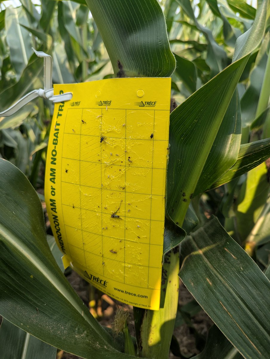 TravisRunge's tweet photo. Week 3 of the rootworm traps, still clean, that's a good thing
 Preceon PR 118-50 @BayerTraits #dekalb #rootwormwatch #sweepstakes https://t.co/DJr9kkGMUy
