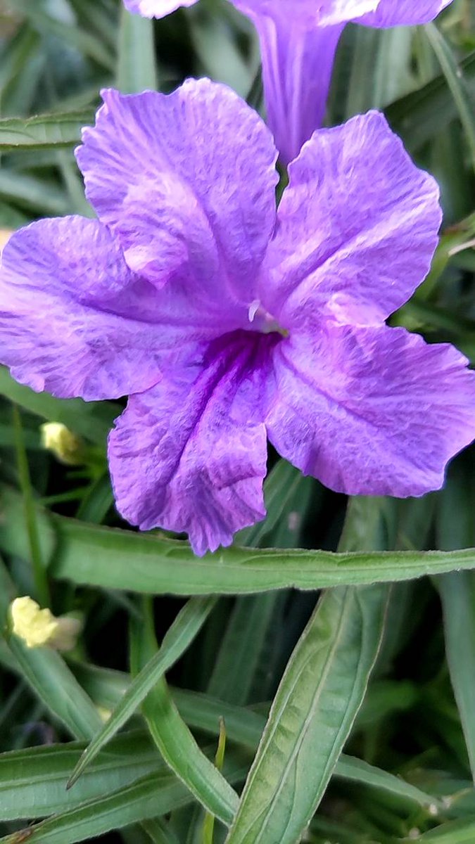 おはよ～🌺🍀

8月7日(木)大阪🌧☁
気温33/28、降水確率80%
熱中症情報は　厳重警戒☹
前線通過でほぼ全国的に雨の見込み

まだまだ暑く湿度も高いです🥵
こまめな塩分・水分補給を忘れずに🥤

今日も無理せず　ゆるふぁいでGO✌

🌈ご安全に素敵なよい一日を🌻

#イマソラ　#いまそら