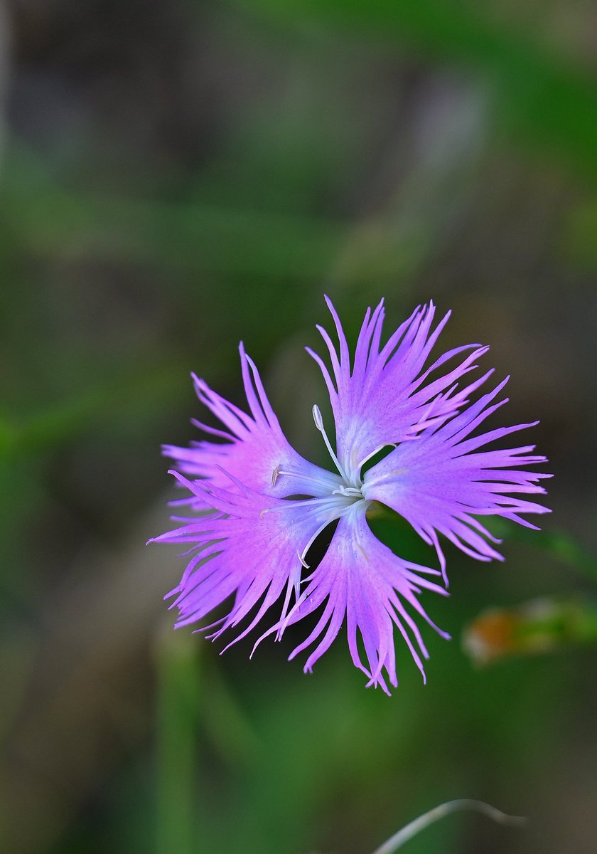 おはようございます。

今朝の一枚　牧野植物園
カワラナデシコ

昨日のサワナデシコとは沢と河原の違いなんでしょうか。
このナデシコにはミーティアローズピンクとの名があるようです。