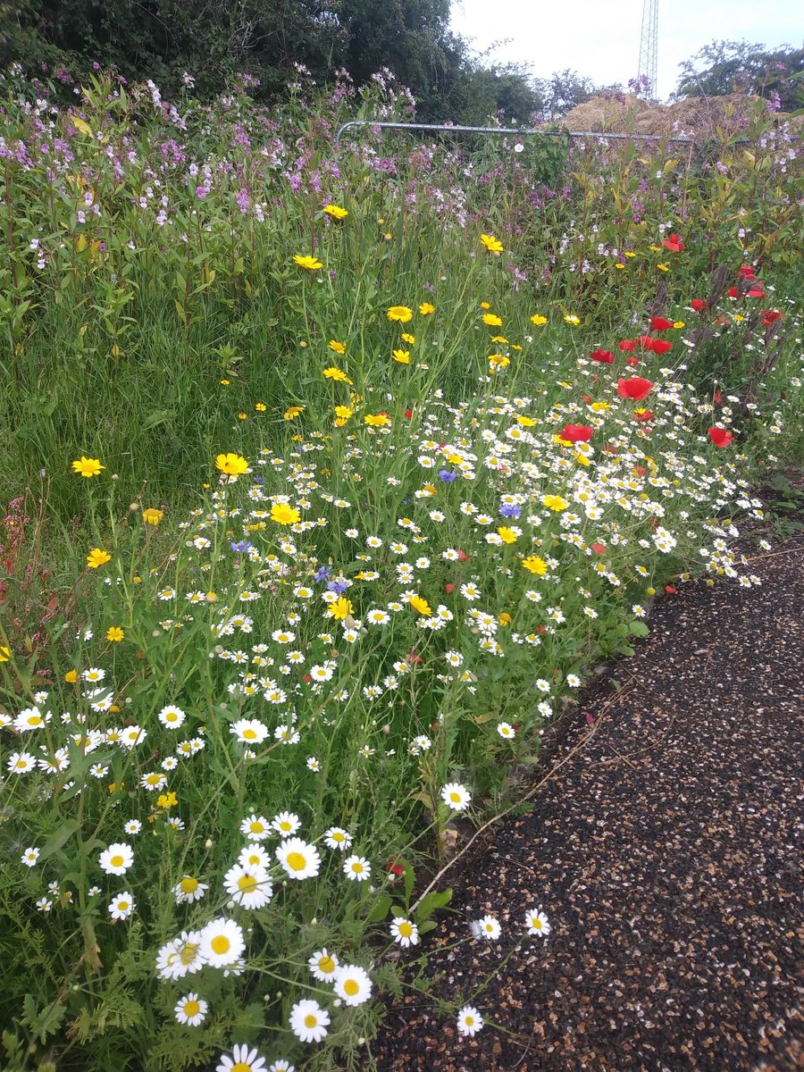 ACH1968's tweet photo. Spotted this patch of wildflowers on my walk today. 💚 https://t.co/F6917qqPSG