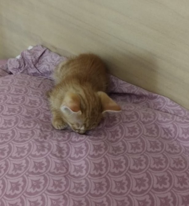 Asking my assassin friends - how would you name this kitty???
Edit: he's a Greek cat.
#AssassinsCreed