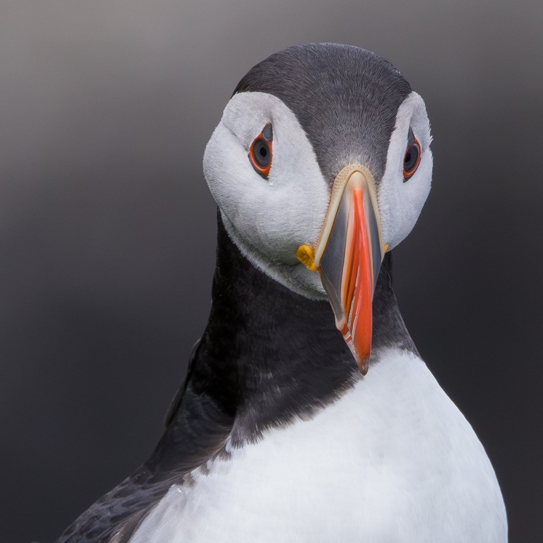 Not sure if there is any point posting on here anymore, but you can find my wildlife photos on Instagram, including this adorable puffin from Nólsoy, Faroe Islands. #puffin #BBCWildlifePOTD #FaroeIslands