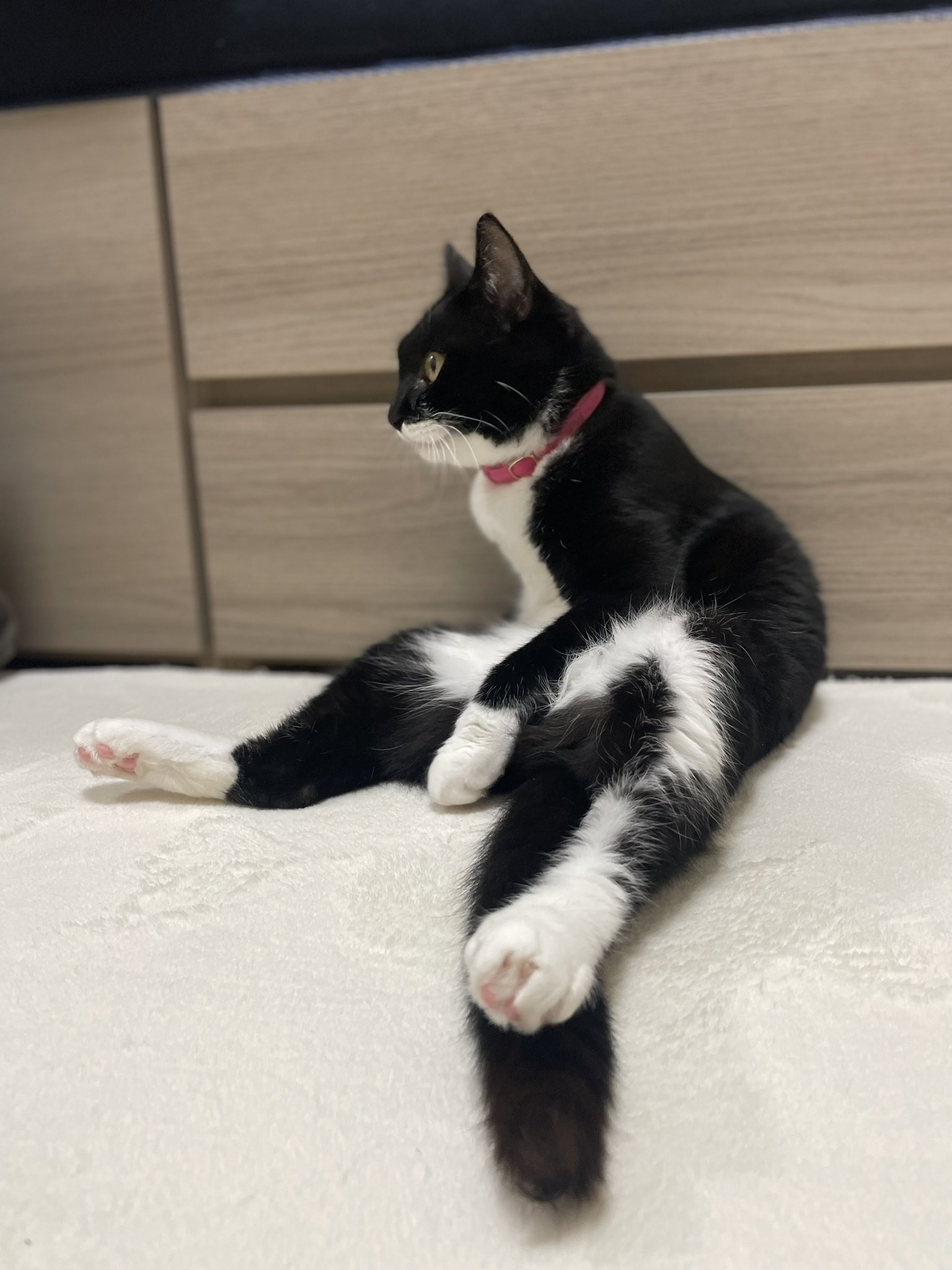 ᵖᵒサチ₁₂₀₄🐈‍⬛ on X: 