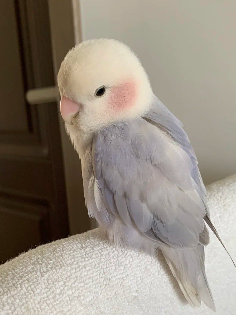 Alice190022's tweet photo. this is the prettiest bird i’ve ever seen 🩷 https://t.co/NWn7yVTHTr