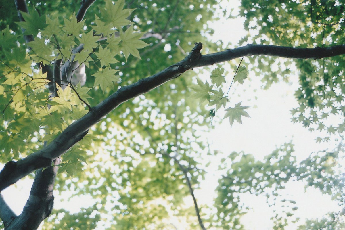 aoiblau's tweet photo. good morning 0807
#film #filmphotography #KLASSES https://t.co/K0qXHsBzsI