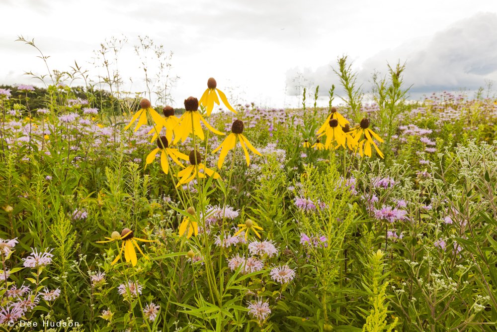 Nachusa Grasslands tweet media