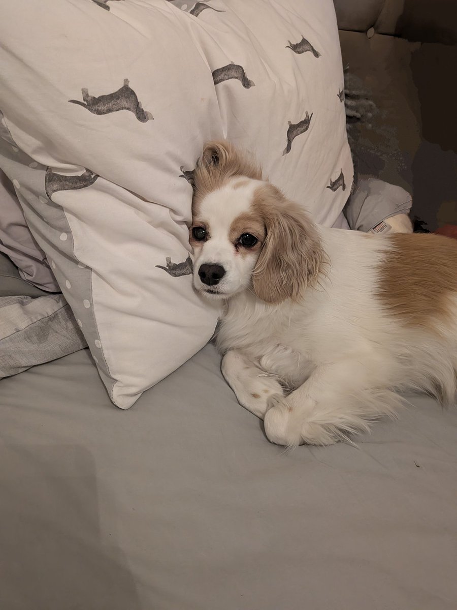 Sophie Claire Birnie (@sophiebirnie) on Twitter photo 