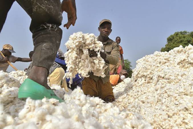 Zamfara State was once the pride of Nigeria’s cotton industry, with the bustling Gusau Cotton Processing Factory (Masaka) providing livelihoods to many. 

The scourge of banditry, coupled with FG’s zero interest to revive the cotton farming in my region has silenced cotton