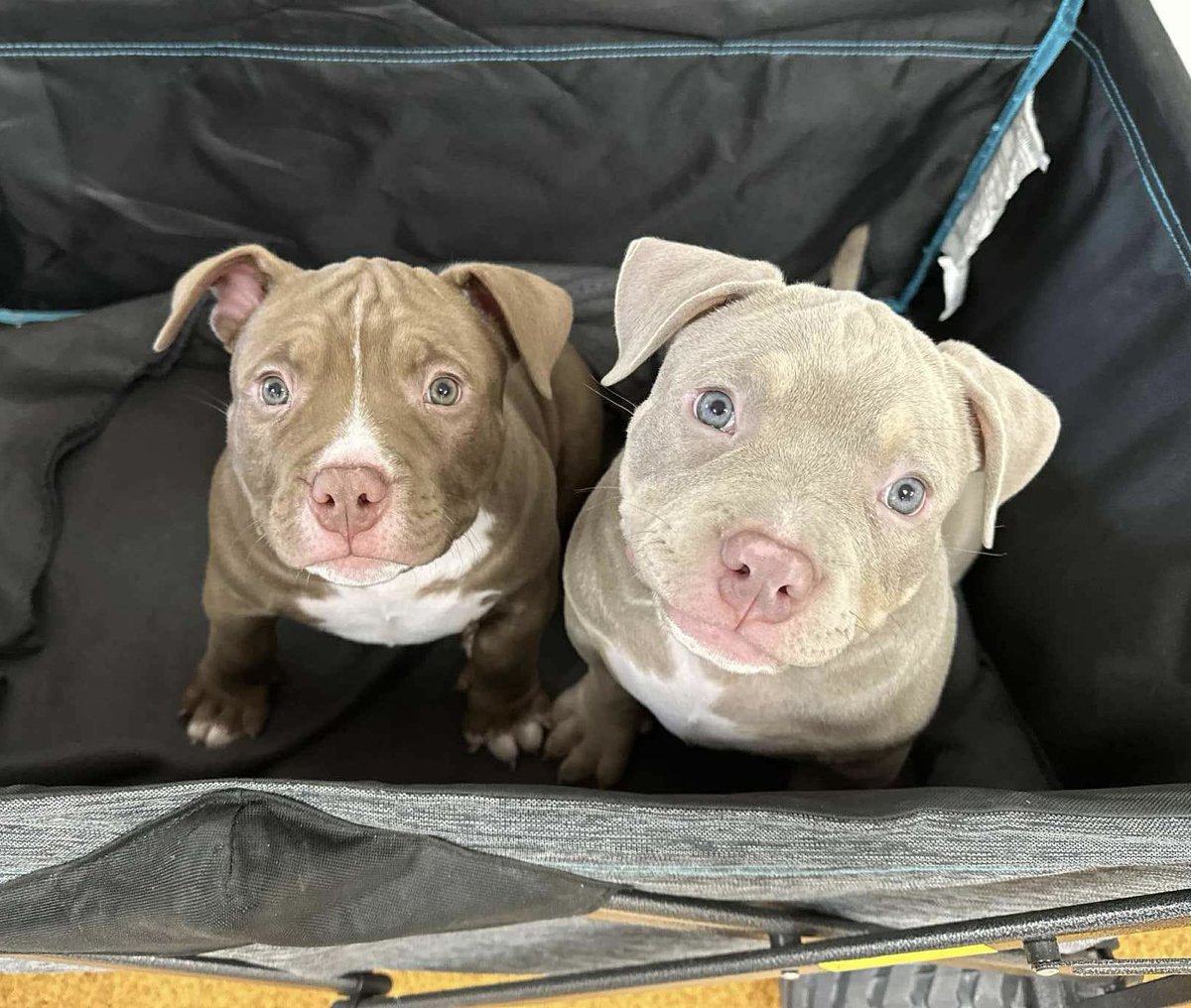 You have got to love enthusiastic little puppy faces