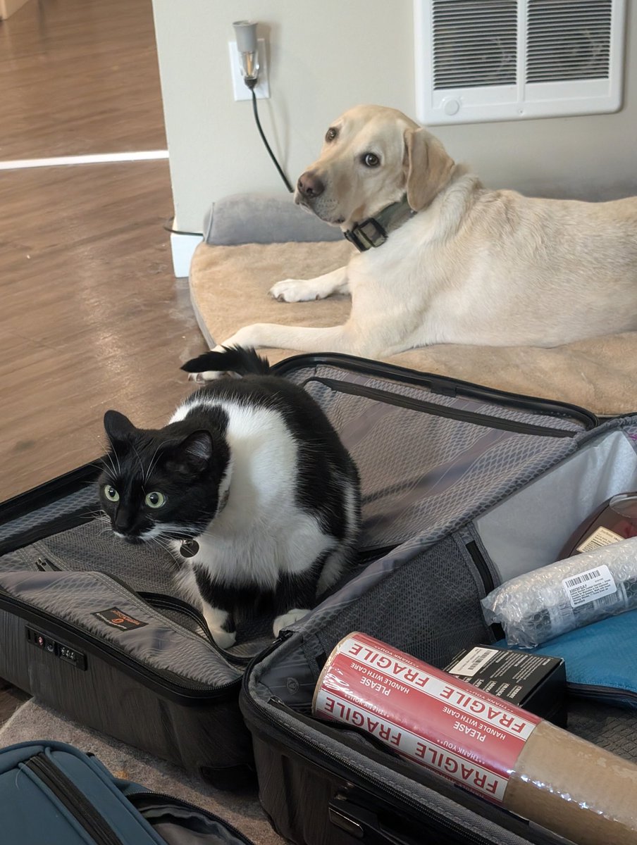 Sh00k3ms's tweet photo. Algie says he fits! And he wants to go to #DEFCON33 too. #roadtoDefcon https://t.co/AM1zpu6svQ