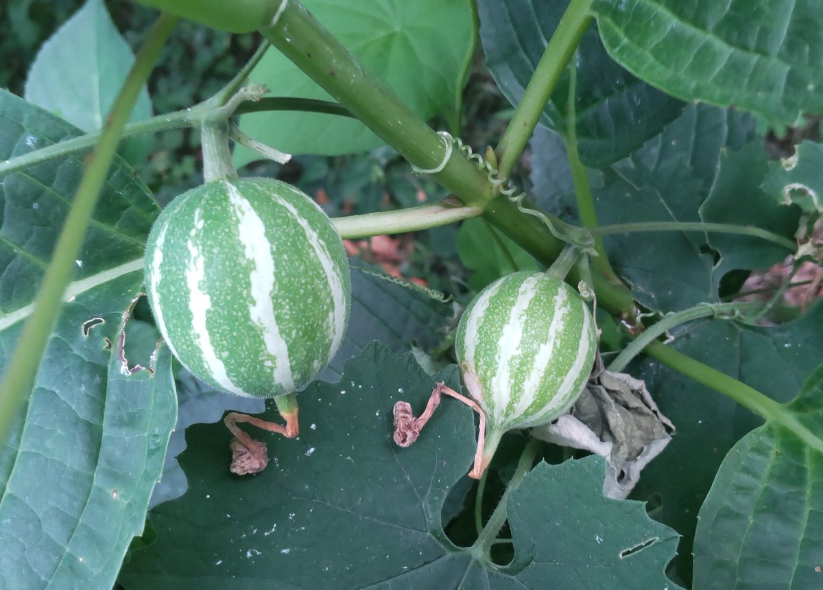 うり坊2匹です。 小型腰袋 2段 PST-30 HUKURO 道具袋 2段 | ホームセンター通販は