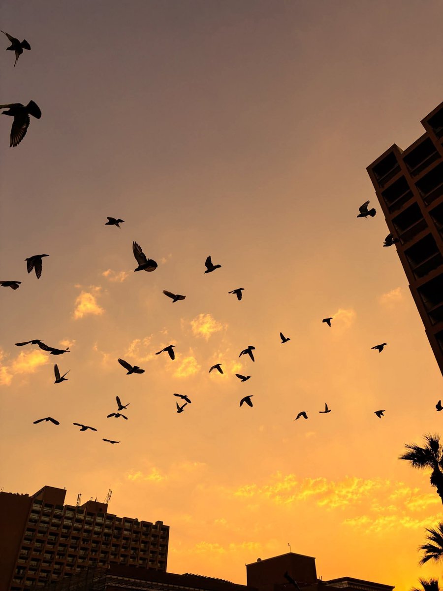 واجعل نصيبي من الحياة
نصيب طيرٍ
خفيف، مطمئن البال
يسبح بحمدك وترزقه، يتوكل عليك وتكفيه🤎.