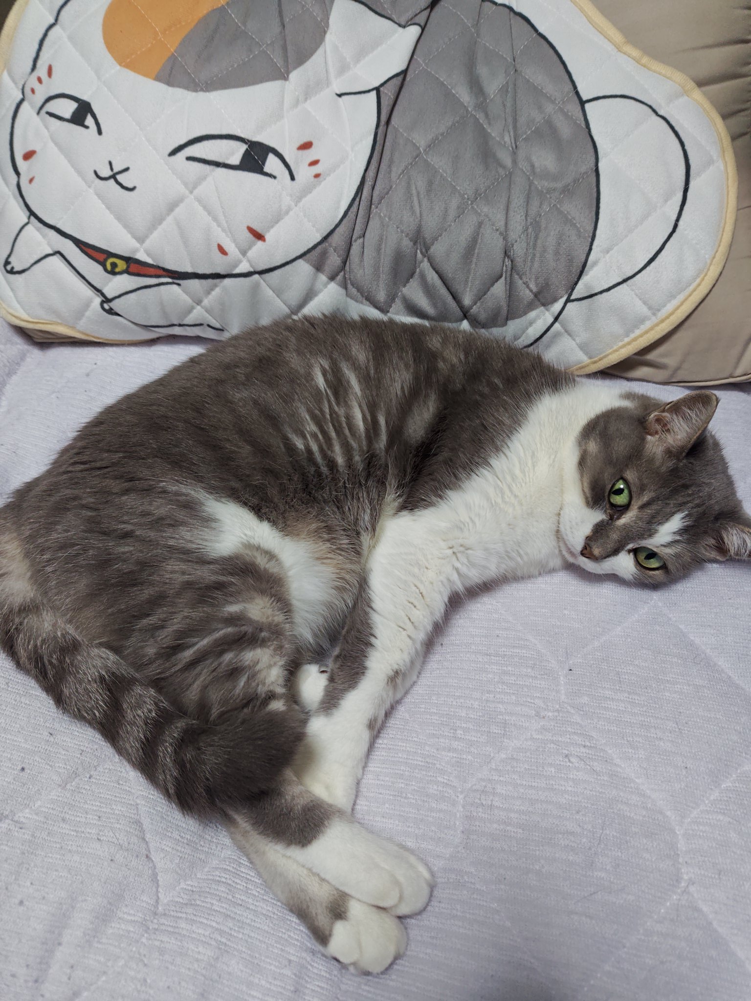 ネコ好きさん 51whWVf9swL._UF350,350_QL50_.jpg