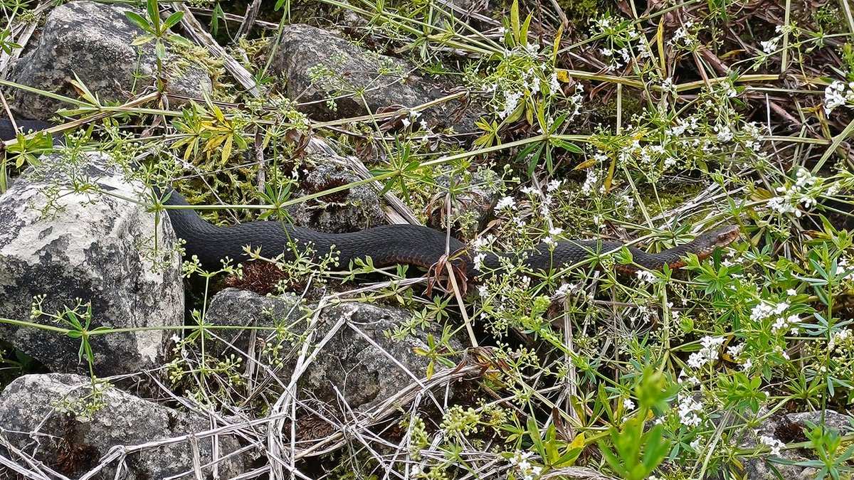 Nu šajai odzei vairāk nevajadzētu sauļoties - nemaz to rakstu vairs neredz!
