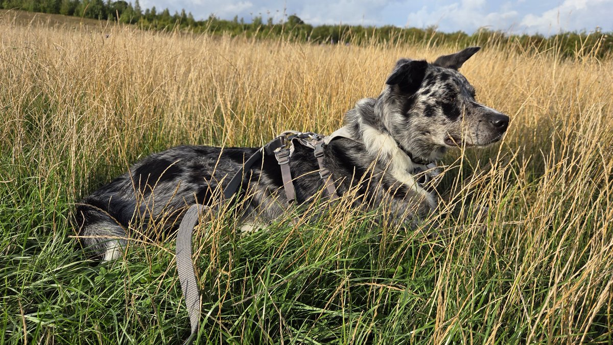 Scruffy Border Collie tweet media