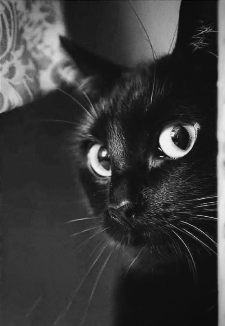 $MSFT 一定数買い戻し🤹🏼