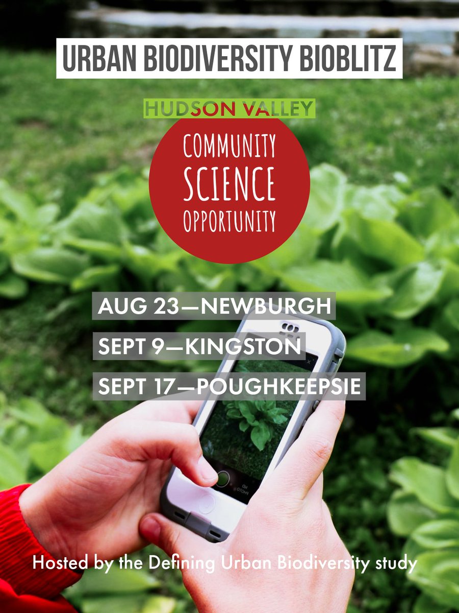 Calling all community scientists in Poughkeepsie, Newburgh, &amp; Kingston! Cary + <a href="/scenichudson/">Scenic Hudson</a> are working w/ community-based orgs to study how changing green spaces in cities impact plants, animals, &amp; people. Join us at a Bioblitz: rb.gy/aiom8g #NatureInCities