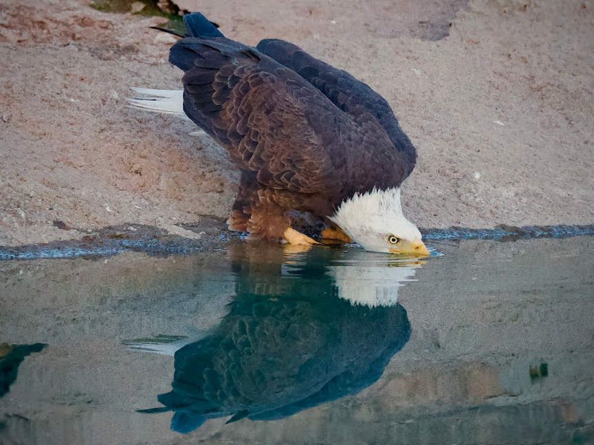 Stay hydrated! 🦅 It's HOT!

Photo taken in Scottsdale by Mark Koster
