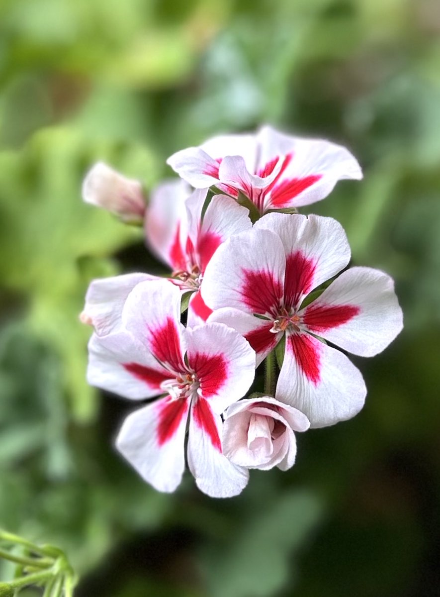 ゼラニウム「チャンピオン」
花言葉・活力

他の花が猛暑で生気を無くしているなか、切り戻した
ゼラニウム、チャンピオンは
再び命を吹き込まれたかの
様に鮮やかに美しい花を咲かせました🌸🌸🌸