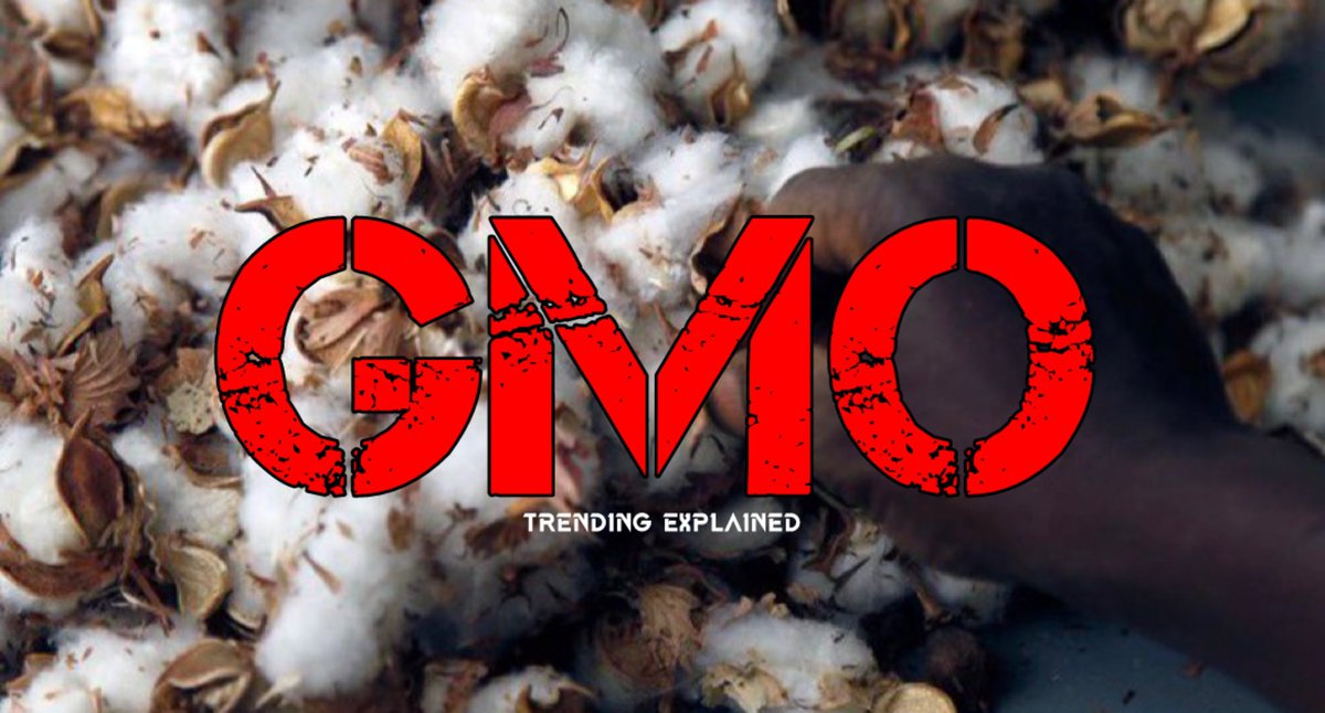 IPOB Ashanti Region Ghana (@ipob_ashanti) on Twitter photo “GMO cotton failed in Nigeria. Farmers recorded lower harvest and quality, compared to organic cotton. The land where we planted the GM seeds has been destroyed. Local seeds cannot germinate there anymore.”
— Anibe Achimugu, President Cotton Farmer Ass. (NACOTAN)
<a href="/real_IpobDOS/">Directorate Of State (DOS)</a> “GMO cotton failed in Nigeria. Farmers recorded lower harvest and quality, compared to organic cotton. The land where we planted the GM seeds has been destroyed. Local seeds cannot germinate there anymore.”
— Anibe Achimugu, President Cotton Farmer Ass. (NACOTAN)
<a href="/real_IpobDOS/">Directorate Of State (DOS)</a>