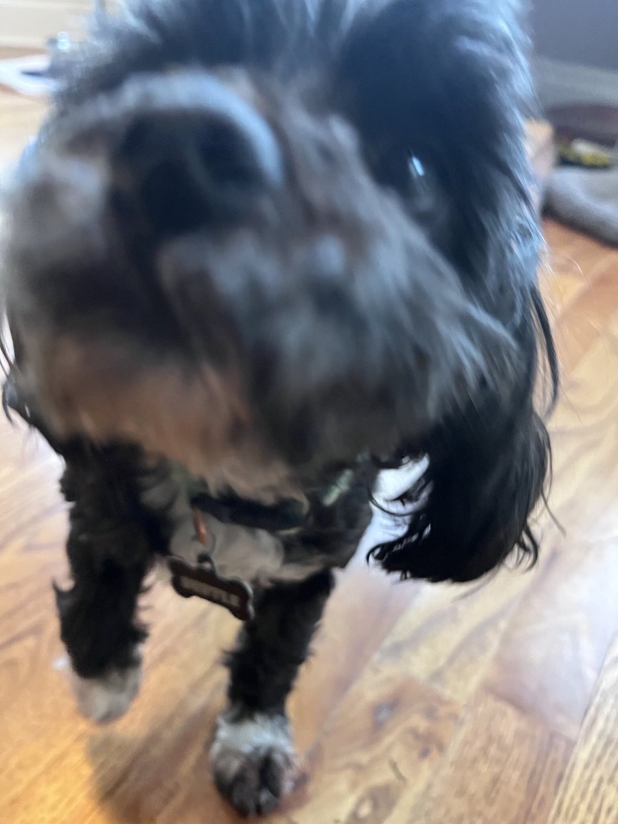 worm_chowder's tweet image. How does she have Lyme disease :( she’s so little how does the disease even fit in her :( poor baby :(