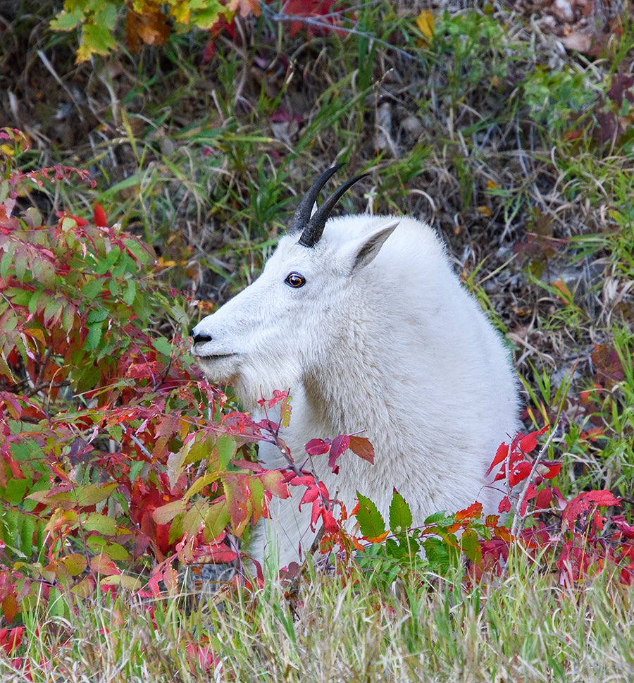 dave_h747's tweet image. Mountain goat in Spearfish Canyon, SD
#NaturePhotography #wildlifephotography #mountaingoat #spearfishcanyon #southdakota