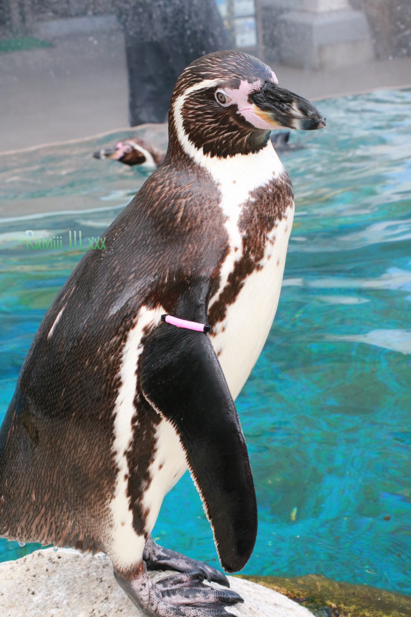 ➖牧場王様➖ボナベンチュラ　ペンギン アニマルチャーム (ペンギン)