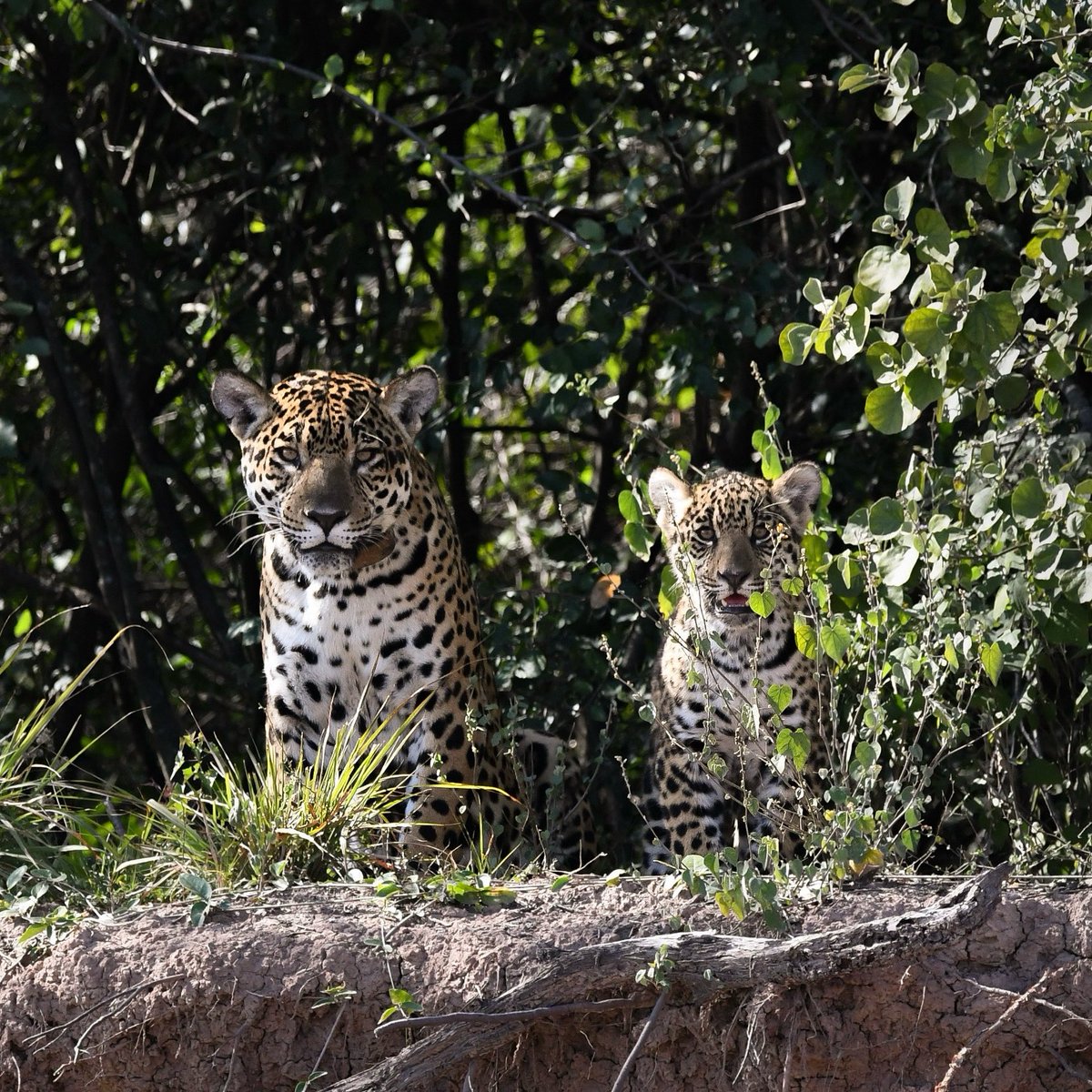 ¡Se fotografió a una cría silvestre de yaguareté en el Parque Nacional El Impenetrable! 🐆

🐾 El cachorro, de unos 5 meses, fue avistado sobre el río Bermejo por guías locales de vida silvestre, junto a Nalá, una yaguareté previamente liberada en esta área protegida. 

⬇️