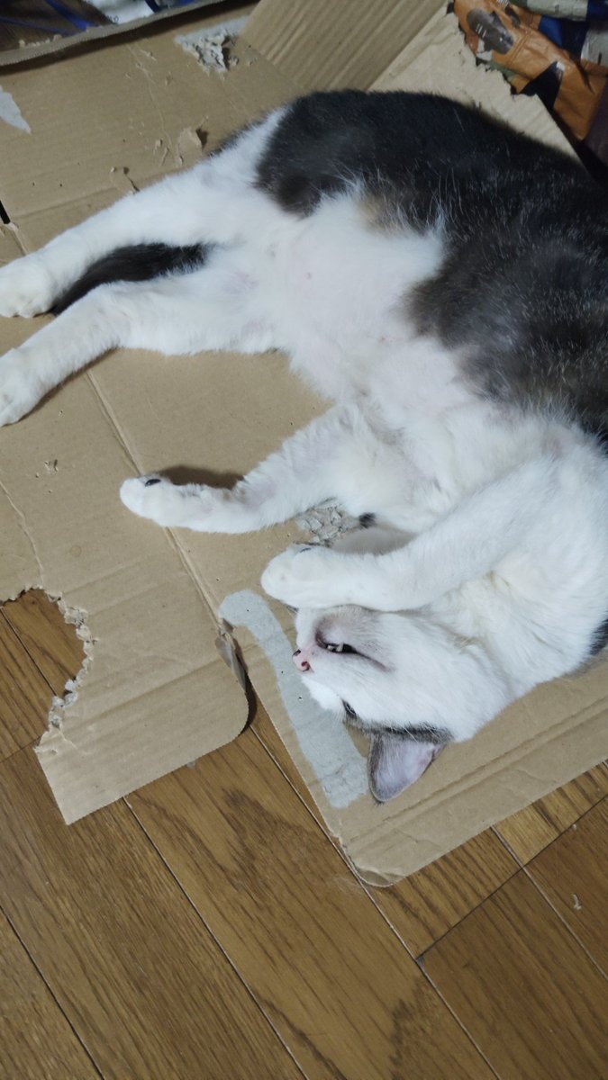 おはようございます😃
トオジュ君気持ちよさそうに
寝てますね。
#猫のいる暮らし