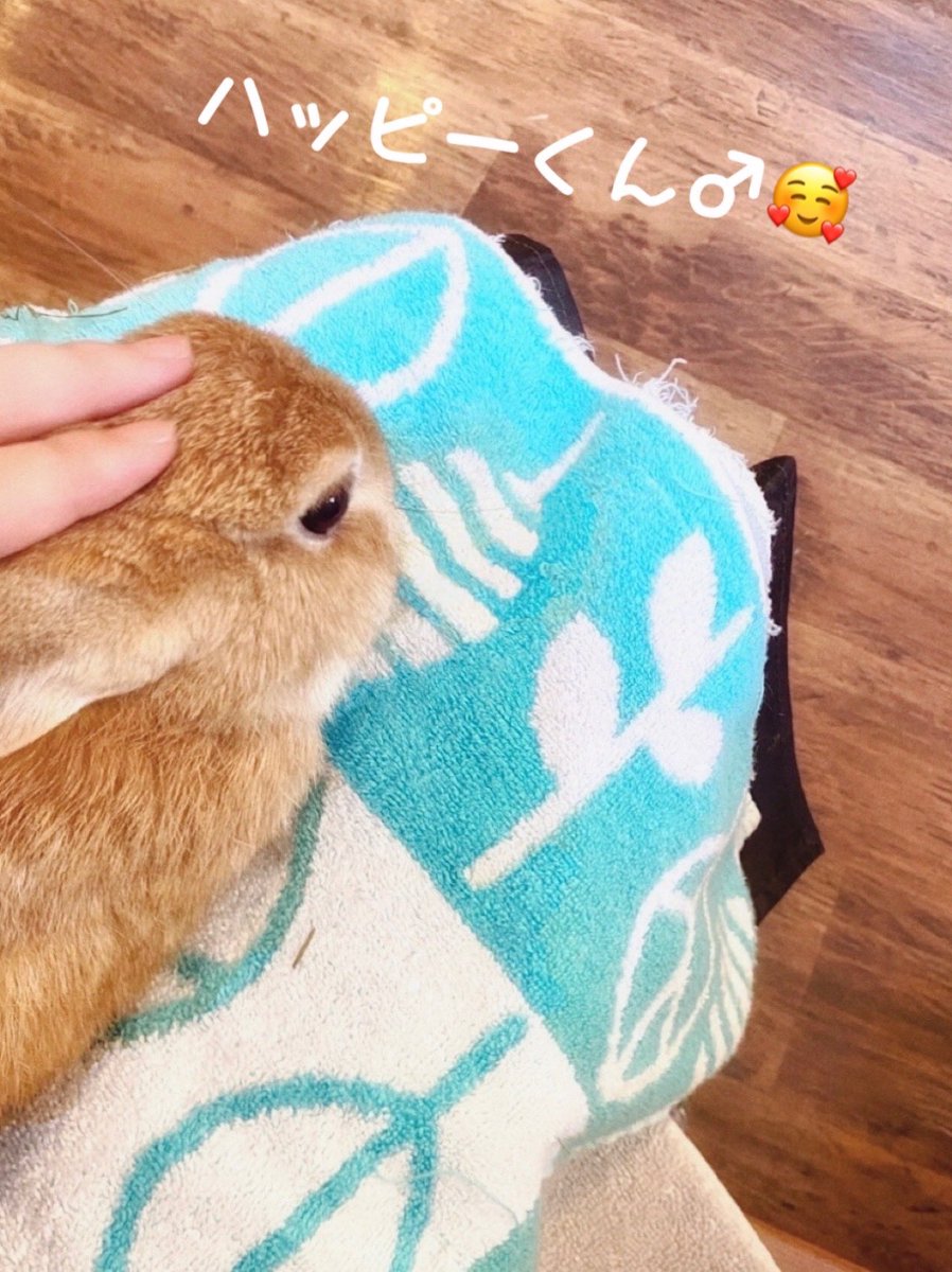 ココア🐰うさ垢*ツンデレうさぎ* (@cocousa_12) / Posts / X