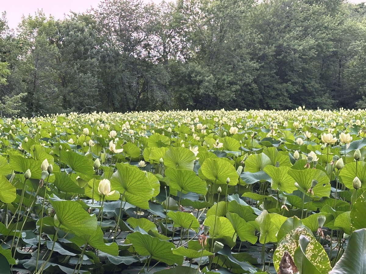 A casual evening walk can sometimes generate pure magic in the real physical environment (not AI generated this time :))