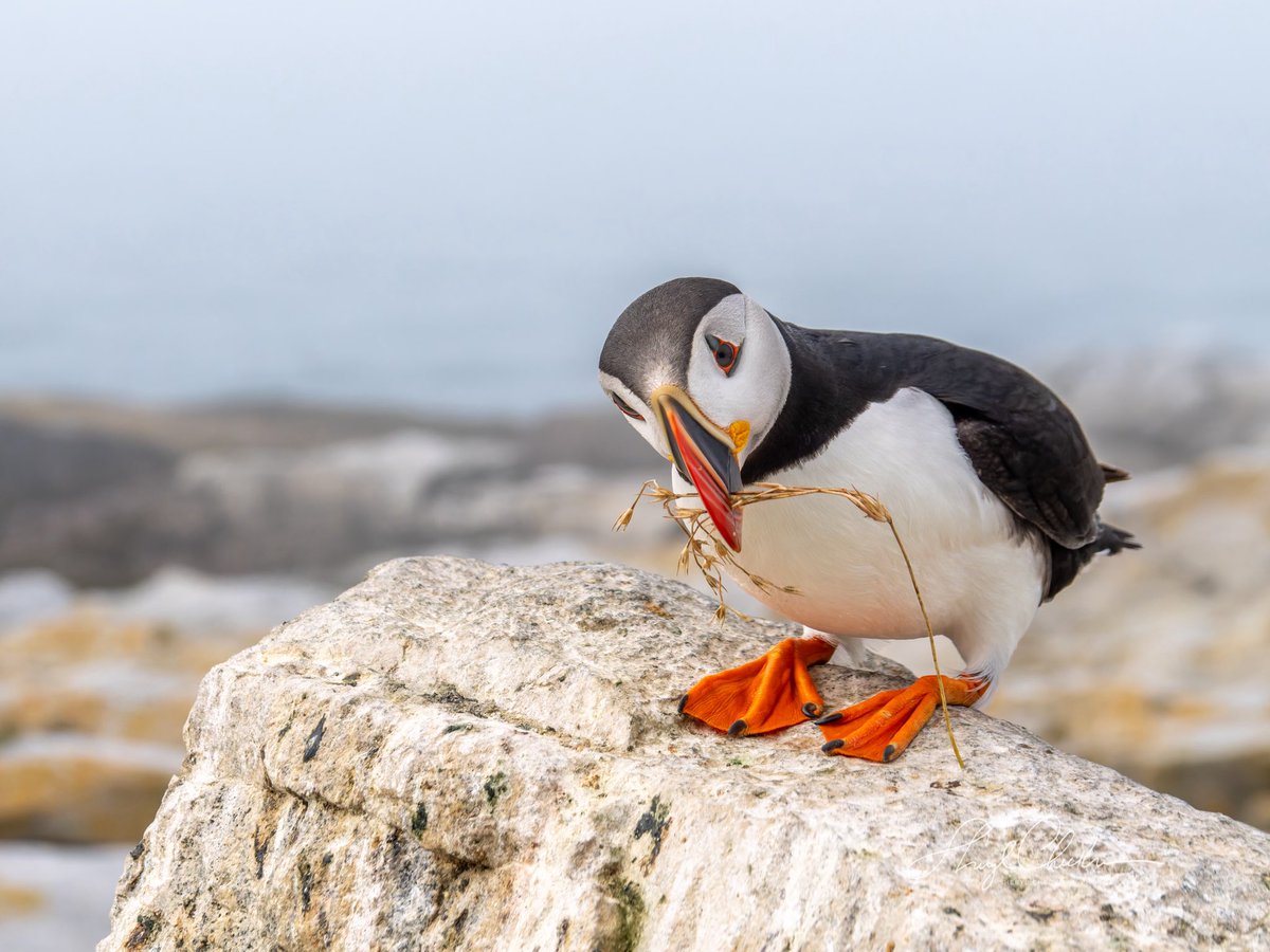 DiveArtist's tweet photo. “Look what I’ve brought home …”

#puffin #puffins  #birdcpp #nestingmaterial #atlanticpuffins #atlanticpuffin #machiasmaine #om1markⅱ #mzuiko100400 Maine https://t.co/cMlPIJZOMH