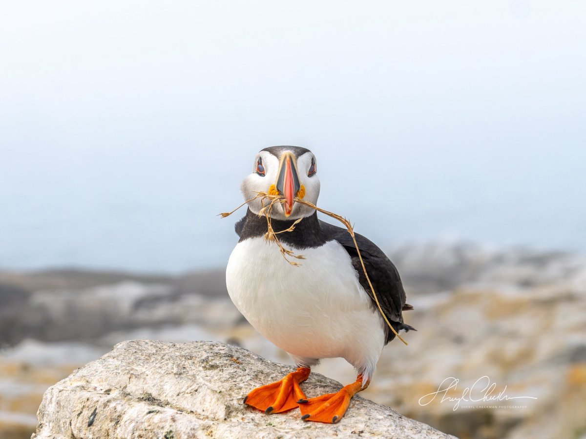 DiveArtist's tweet photo. “Look what I’ve brought home …”

#puffin #puffins  #birdcpp #nestingmaterial #atlanticpuffins #atlanticpuffin #machiasmaine #om1markⅱ #mzuiko100400 Maine https://t.co/cMlPIJZOMH