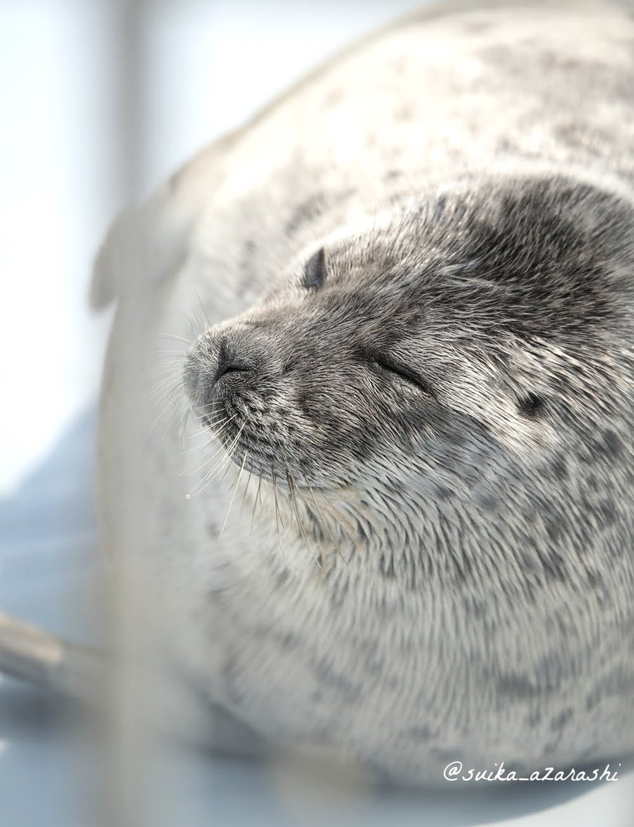 スイカ tweet media