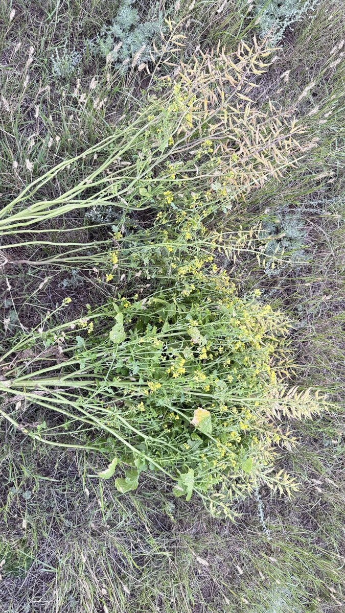 Yellow mustard experts what do we do with this regrowing drought stressed mustard 
#saskag #Mustard