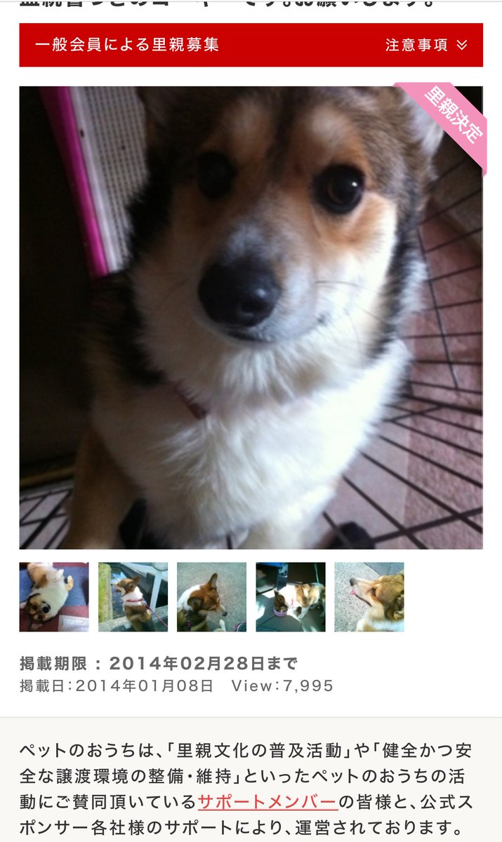 オーダー受付　コーギー　ご予約ページ　10/8 譲渡決定】 ☆ポニータ 🎂2024.8.9 🚺 【ウェルシュコーギー