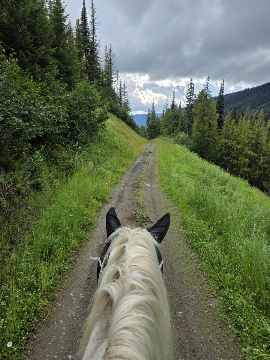 SiriusMDragon's tweet photo. Guys....I think I found #paradise. #sunpeaks #horses #trailguide https://t.co/s9YMVgT6ry