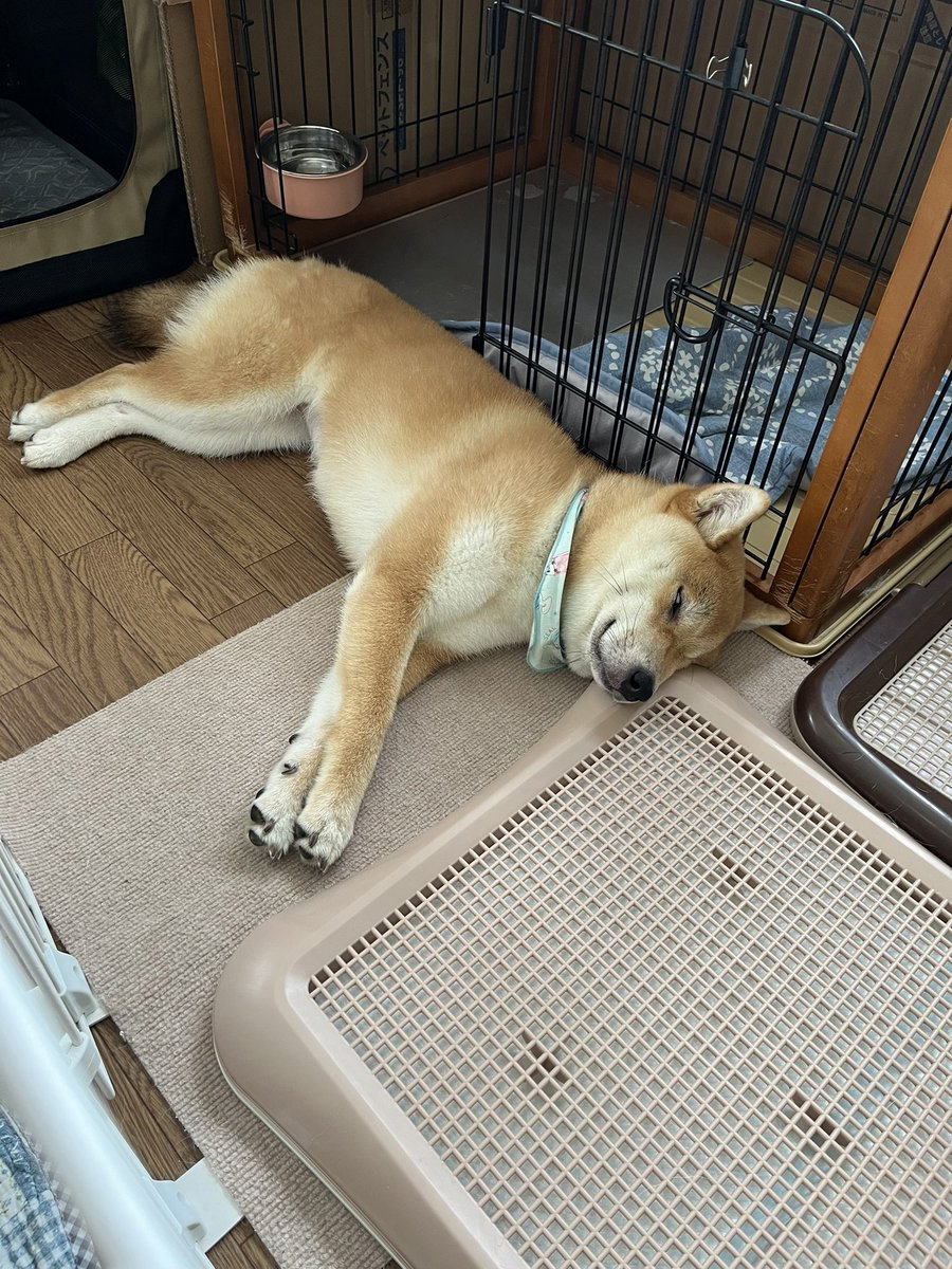 白目むいて寝てます。