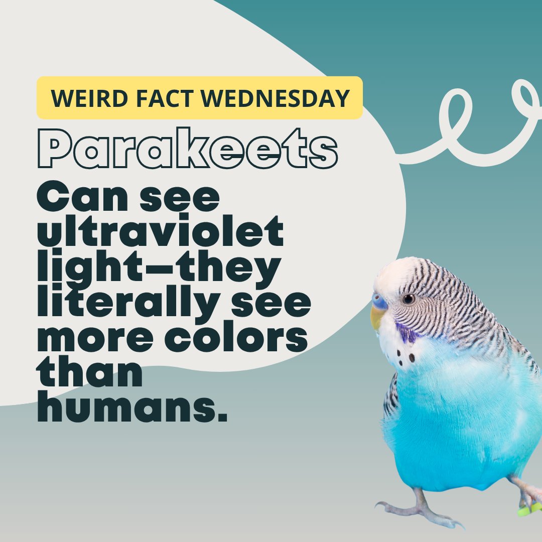 Point Vicente Animal Hospital tweet media