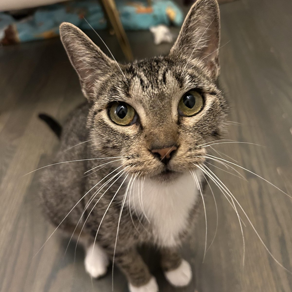 Sloane • Domestic Short Hair
Location: Mokena, IL

More info ➜ littlepawsplace.com/redirect/sloan…
Adopt from anywhere 🐾

#AdoptDontShop #PetRescue #LittlePawsPlace