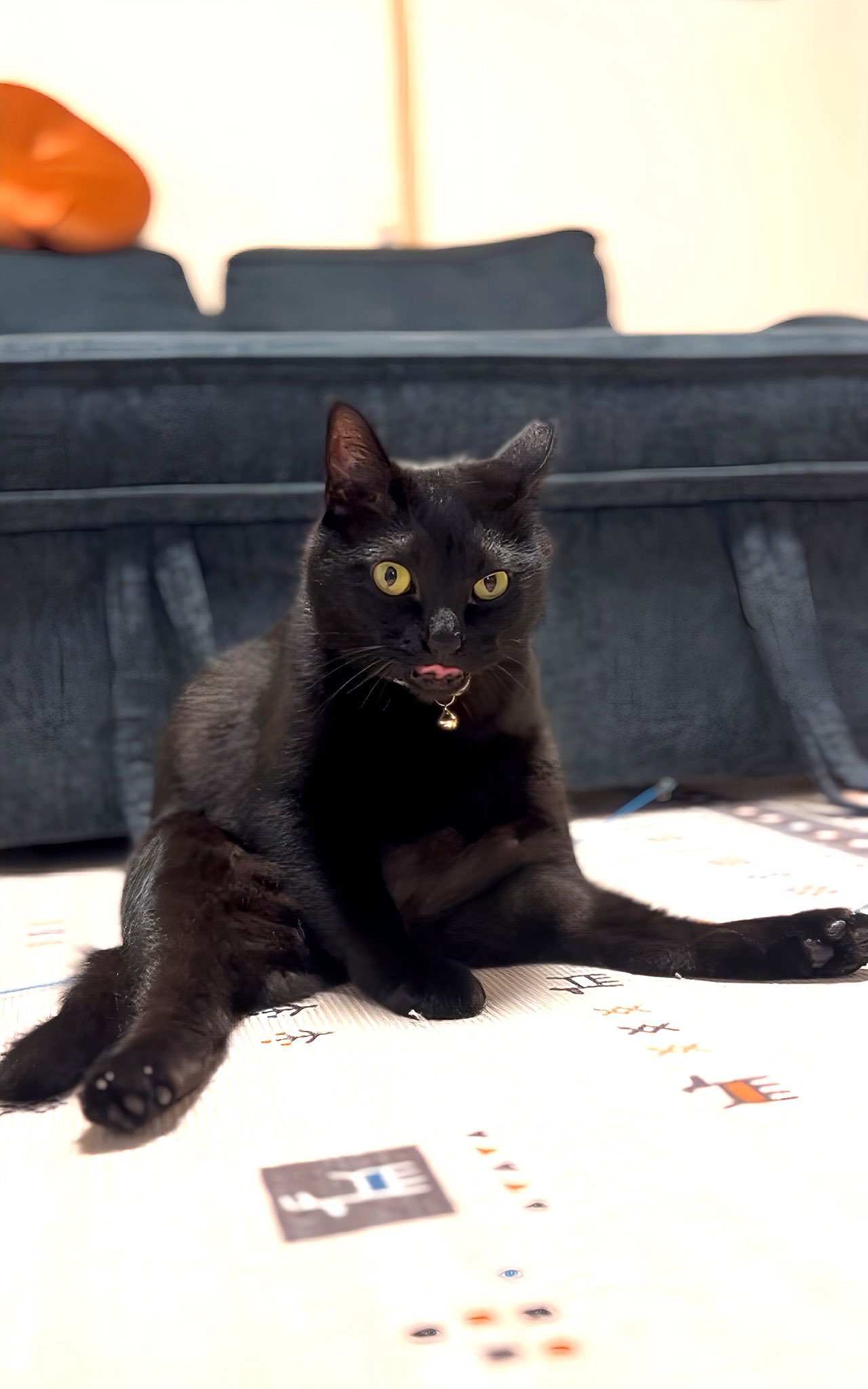 黒猫 GrtmRyDWcAAdkJY.jpg