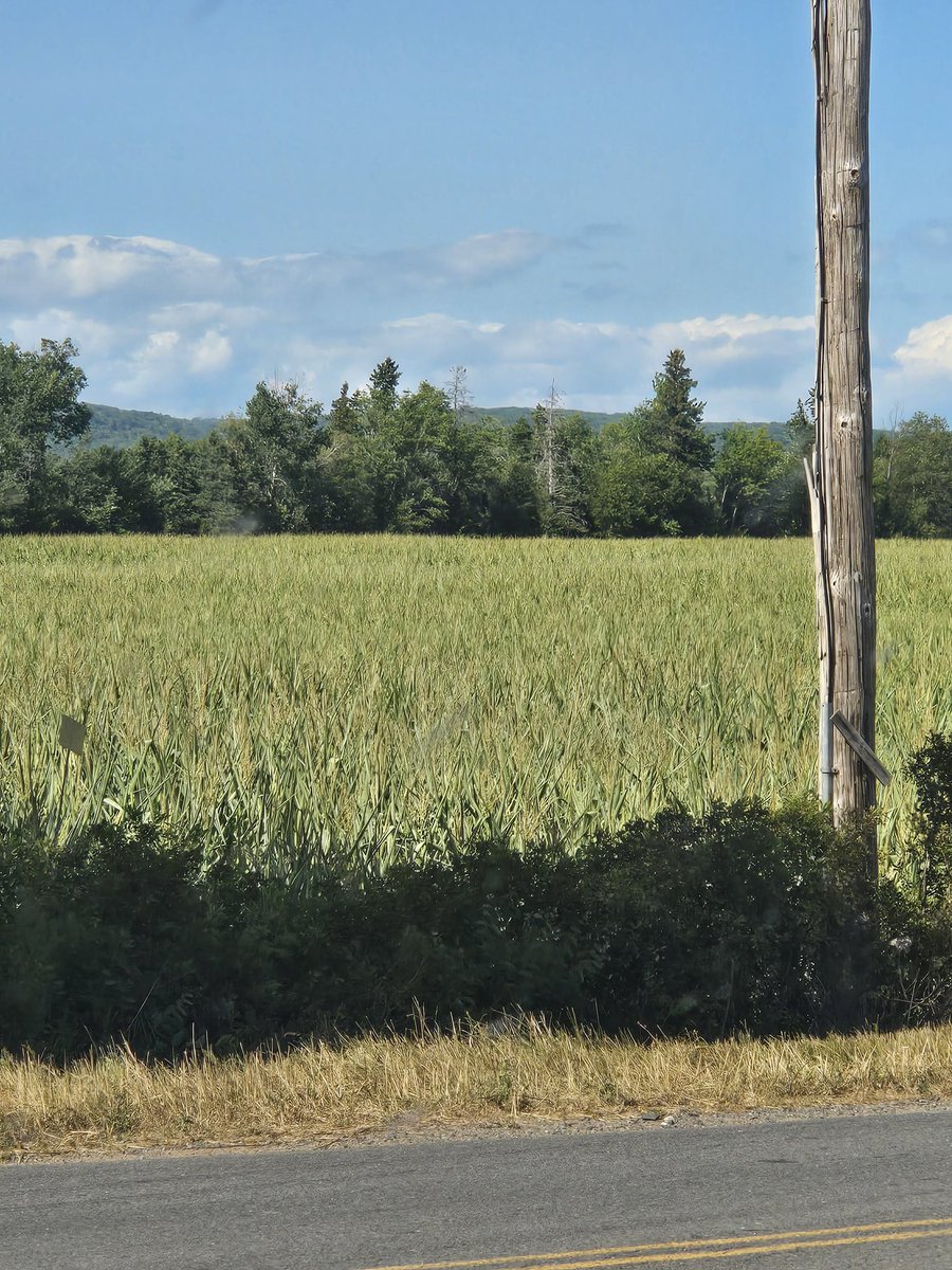 Was in Nova Scotia for a family vacation...farmers are in it tough with the worst drought they've seen in a long time. Province wide burn ban and now no more access to any wooded area (no fishing, hiking, etc...).