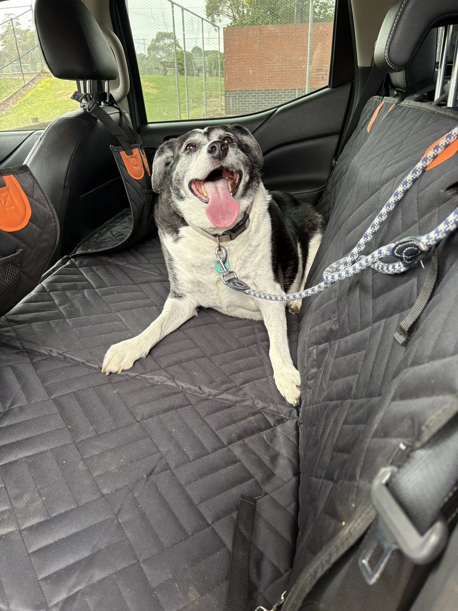 _jacks35's tweet image. Someone’s tuckered out.