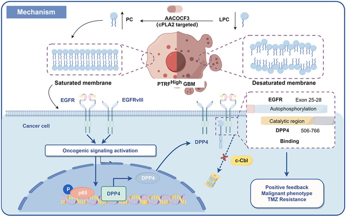ActaPharmSinB's tweet photo. Article✍️#Linagliptin #synergizes with #cPLA2 inhibition to enhance #temozolomide efficacy by interrupting #DPP4-mediated #EGFR stabilization in #glioma. From Dr. Kang @TianjinMedicalUniversity;
https://t.co/FyC8IoR2Vl. https://t.co/fEw5S1wE5C