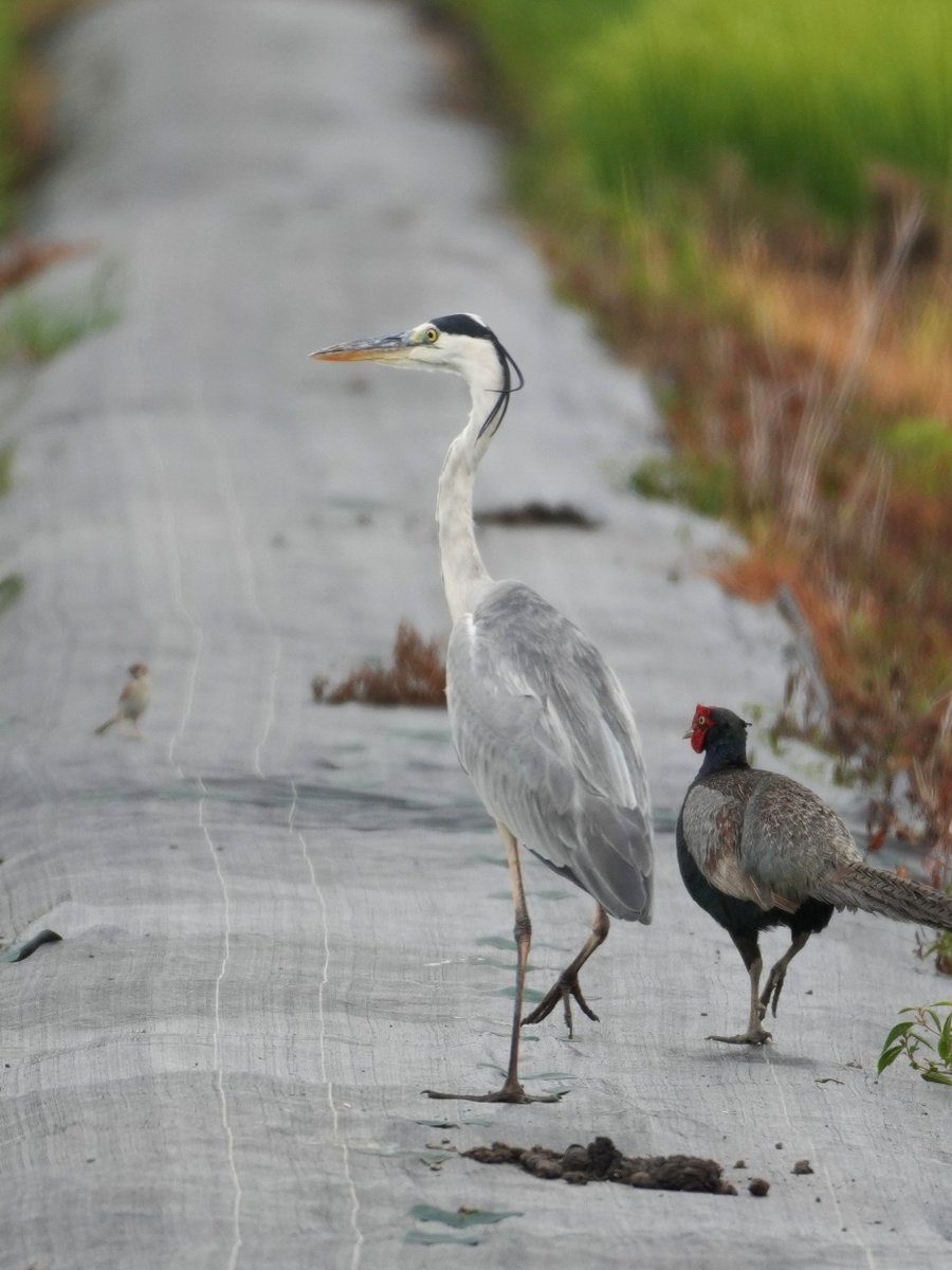 ともに歩む #アオサギ #キジ