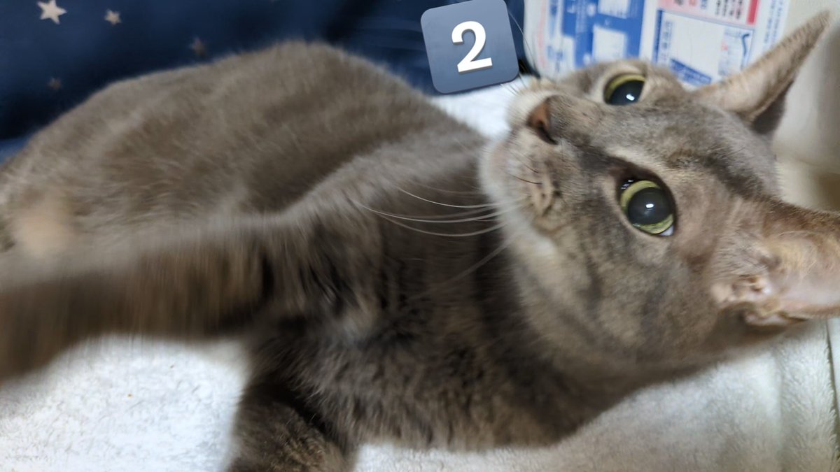 🤦みりおんくん。
①にゃに❓️
🤦エアコン寒くない❓️
②ちょうどいい感じにゃ😺