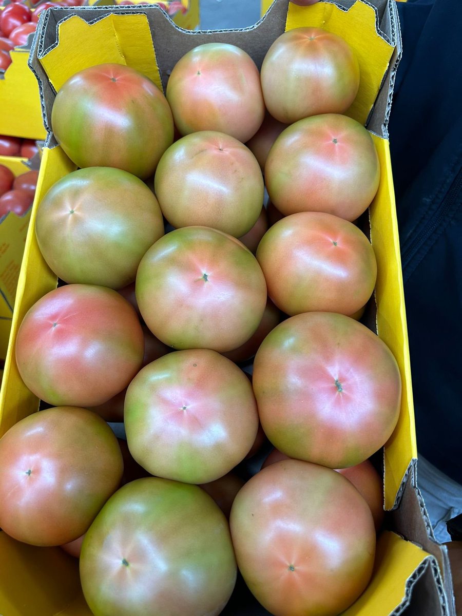 chufangagri's tweet photo. Amazing Results from South Africa! 
We’re thrilled to share fantastic feedback from our customer in South Africa who used our microbial agents on tomato crops! 
Healthier plants
Improved yield
Stronger root development https://t.co/bSTRmTKFfh