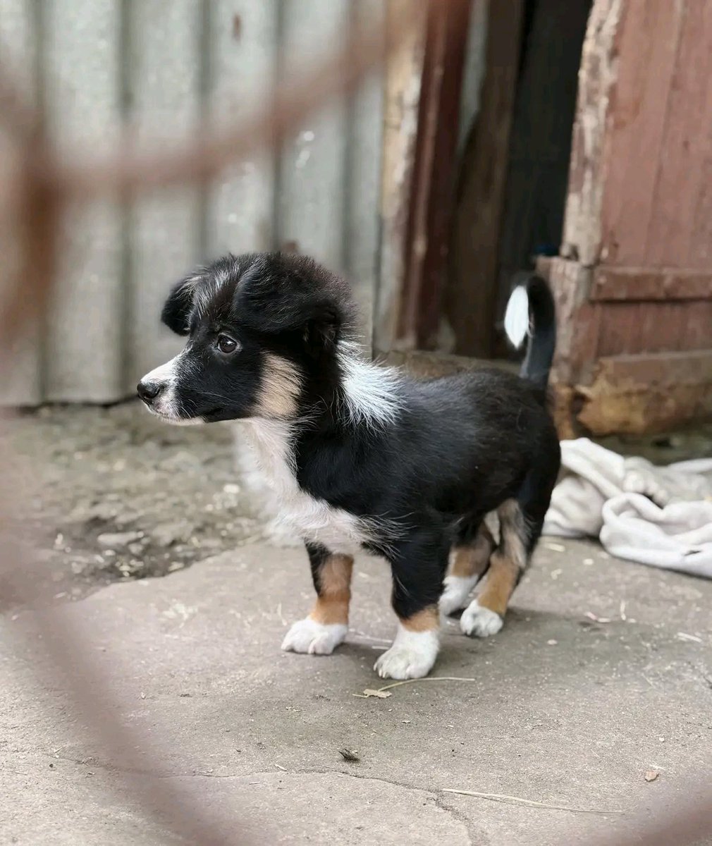 Proskoviia's tweet photo. Надзвичайно красива, розумна і малесенька дівчинка потребує родини.
Вік - 4 міс. Буде мініатюрною на коротеньких лапках. 
Обов’язково стерилізуємо.

+380 (66) 570 37 93 +380 (95) 001 83 97 https://t.co/rn0pYSQZJ1
